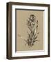 Botanical Sketch Black and White VI-Ethan Harper-Framed Art Print