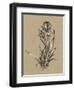 Botanical Sketch Black and White VI-Ethan Harper-Framed Art Print