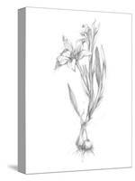 Botanical Sketch I-Ethan Harper-Stretched Canvas