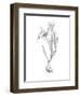 Botanical Sketch I-Ethan Harper-Framed Art Print