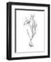 Botanical Sketch I-Ethan Harper-Framed Art Print