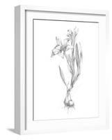 Botanical Sketch I-Ethan Harper-Framed Art Print