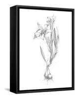 Botanical Sketch I-Ethan Harper-Framed Stretched Canvas