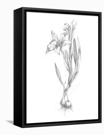 Botanical Sketch I-Ethan Harper-Framed Stretched Canvas