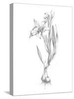 Botanical Sketch I-Ethan Harper-Stretched Canvas