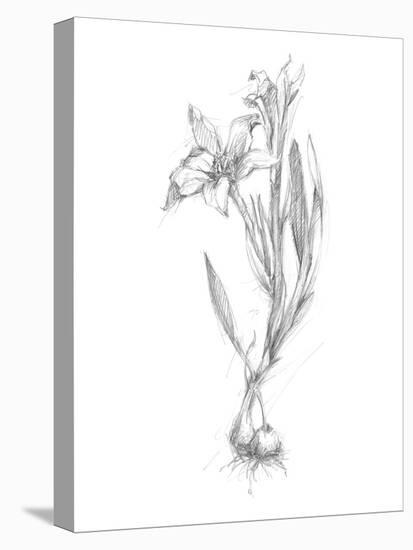 Botanical Sketch I-Ethan Harper-Stretched Canvas