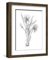 Botanical Sketch III-Ethan Harper-Framed Art Print