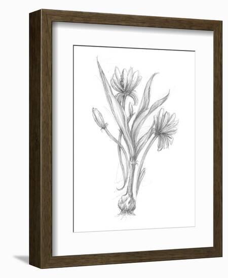 Botanical Sketch III-Ethan Harper-Framed Art Print