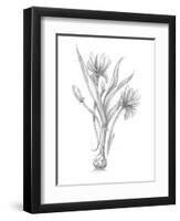 Botanical Sketch III-Ethan Harper-Framed Art Print