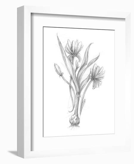 Botanical Sketch III-Ethan Harper-Framed Art Print