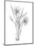 Botanical Sketch III-Ethan Harper-Mounted Art Print