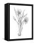 Botanical Sketch III-Ethan Harper-Framed Stretched Canvas