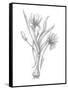 Botanical Sketch III-Ethan Harper-Framed Stretched Canvas