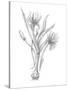 Botanical Sketch III-Ethan Harper-Stretched Canvas