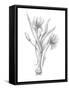 Botanical Sketch III-Ethan Harper-Framed Stretched Canvas