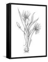 Botanical Sketch III-Ethan Harper-Framed Stretched Canvas