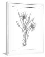 Botanical Sketch III-Ethan Harper-Framed Art Print