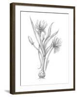 Botanical Sketch III-Ethan Harper-Framed Art Print