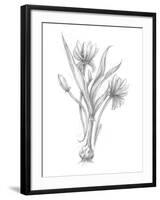 Botanical Sketch III-Ethan Harper-Framed Art Print