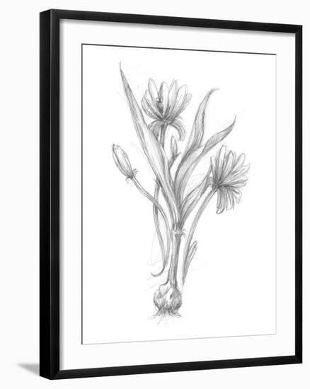 Botanical Sketch III-Ethan Harper-Framed Art Print