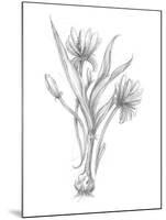 Botanical Sketch III-Ethan Harper-Mounted Art Print