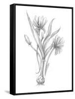 Botanical Sketch III-Ethan Harper-Framed Stretched Canvas