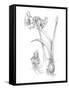 Botanical Sketch IV-Ethan Harper-Framed Stretched Canvas