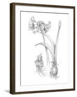 Botanical Sketch IV-Ethan Harper-Framed Art Print