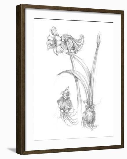 Botanical Sketch IV-Ethan Harper-Framed Art Print