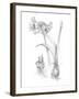 Botanical Sketch IV-Ethan Harper-Framed Art Print