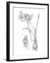 Botanical Sketch IV-Ethan Harper-Framed Art Print