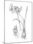 Botanical Sketch IV-Ethan Harper-Mounted Art Print