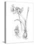 Botanical Sketch IV-Ethan Harper-Stretched Canvas
