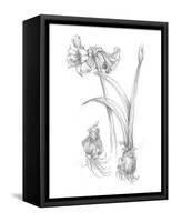 Botanical Sketch IV-Ethan Harper-Framed Stretched Canvas