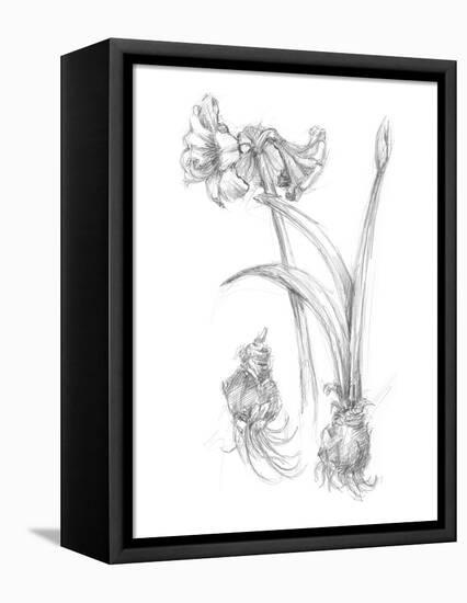 Botanical Sketch IV-Ethan Harper-Framed Stretched Canvas
