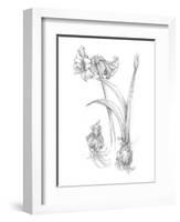 Botanical Sketch IV-Ethan Harper-Framed Art Print