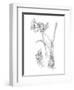 Botanical Sketch IV-Ethan Harper-Framed Art Print