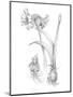 Botanical Sketch IV-Ethan Harper-Mounted Art Print