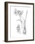 Botanical Sketch IV-Ethan Harper-Framed Art Print