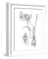 Botanical Sketch IV-Ethan Harper-Framed Art Print