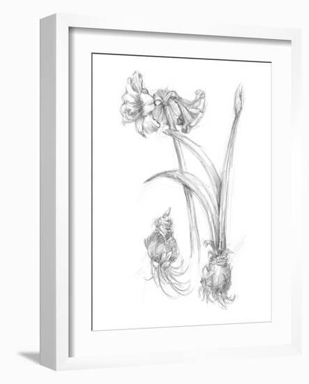 Botanical Sketch IV-Ethan Harper-Framed Art Print