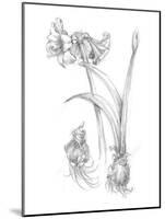 Botanical Sketch IV-Ethan Harper-Mounted Art Print