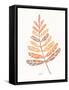 Botanical Sketches II Spice-Anne Tavoletti-Framed Stretched Canvas