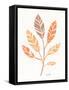 Botanical Sketches III Spice-Anne Tavoletti-Framed Stretched Canvas