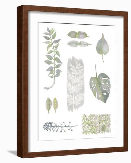 Botanical Studies-Sandra Jacobs-Framed Giclee Print