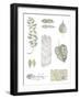 Botanical Studies-Sandra Jacobs-Framed Giclee Print