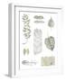 Botanical Studies-Sandra Jacobs-Framed Giclee Print