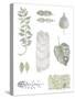 Botanical Studies-Sandra Jacobs-Stretched Canvas