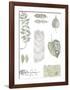 Botanical Studies-Sandra Jacobs-Framed Giclee Print