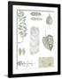 Botanical Studies-Sandra Jacobs-Framed Giclee Print